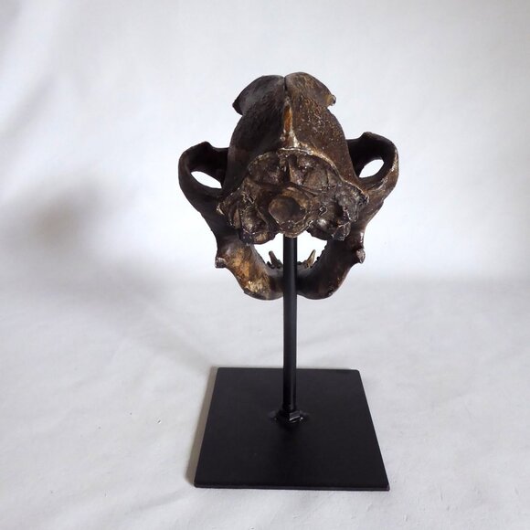 NEW REPLICA DIRE WOLF SKULL ON METAL BASE GOTHIC ODDITY SCULPTURE - Picture 3 of 10